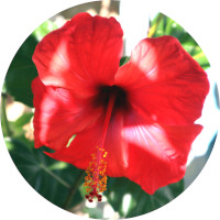 01hibiscus