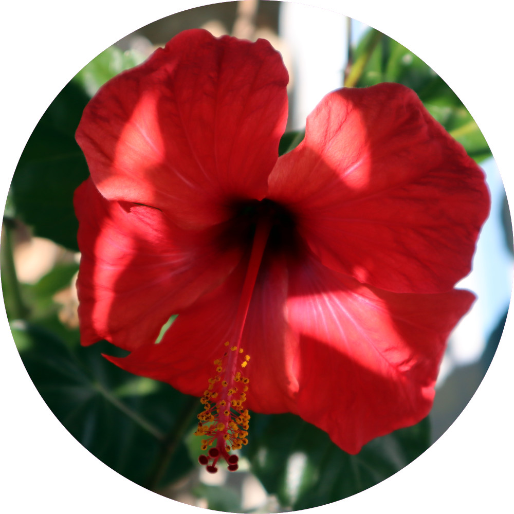 hibiscus