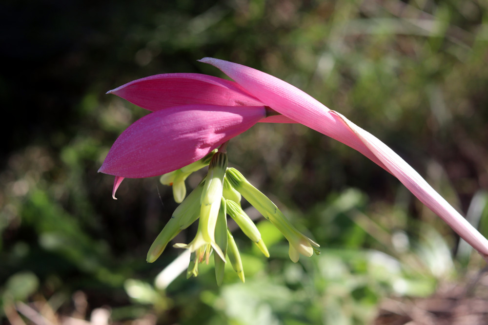 flowering