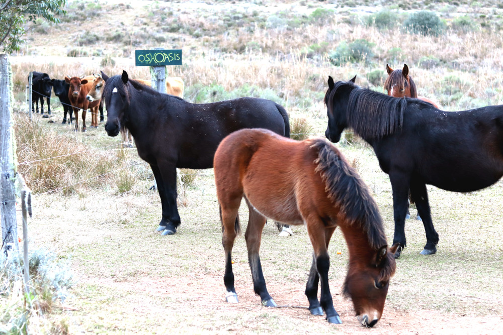 sign-horses