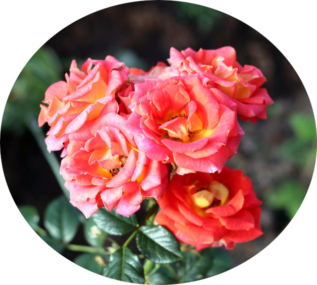 rose-flowers