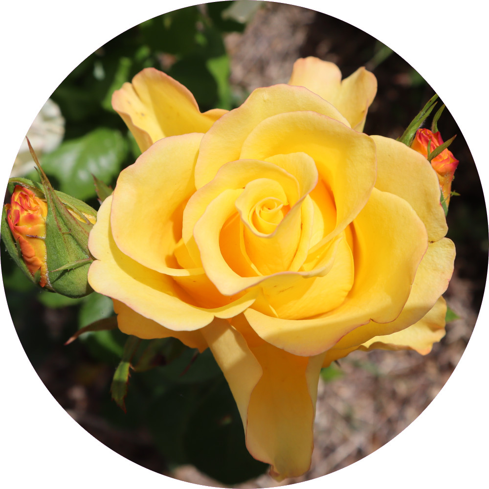 rose-yellow